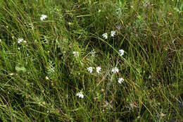 Image of Fringed orchid