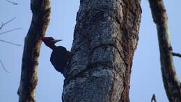 Image of Red-necked Woodpecker