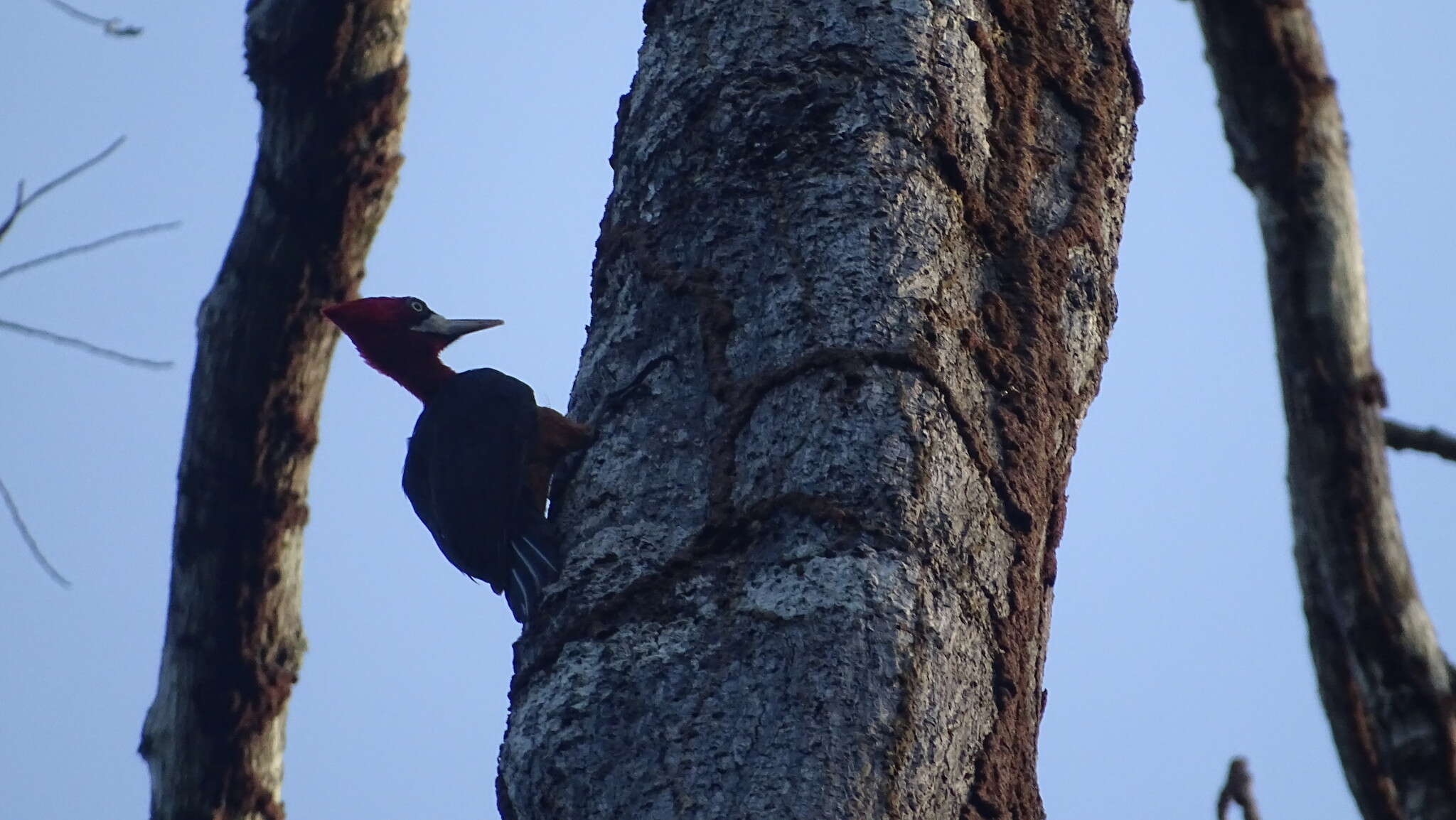 Image of Red-necked Woodpecker