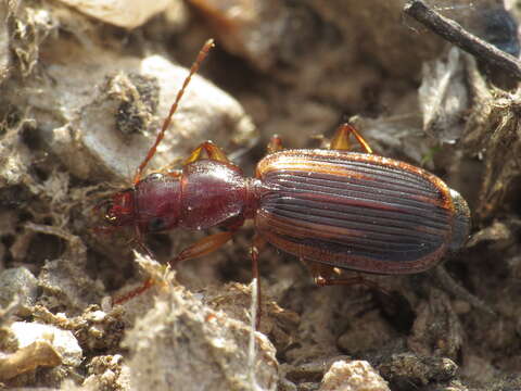 Image of Cymindis (Cymindis) lineola L. Dufour 1820