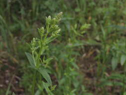 Image of Nepeta nuda L.