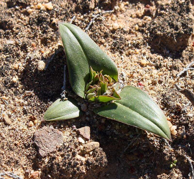 Image of Androcymbium cuspidatum Baker