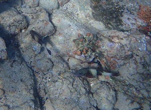 Image of Doublebar goatfish