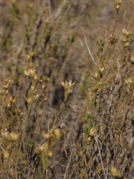 Image of Gutierrezia resinosa (Hook. & Arn.) Blake