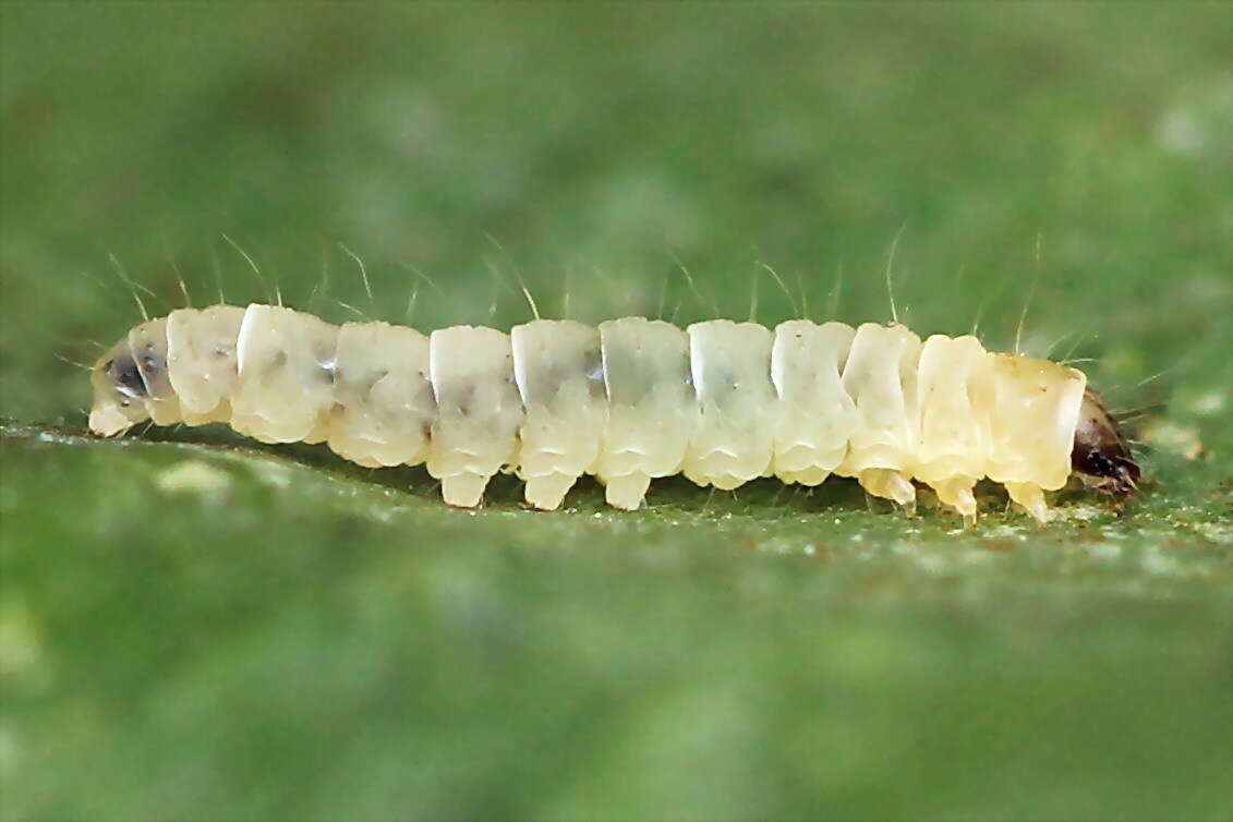 Image of Callisto denticulella (Thunberg 1794)