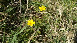 Image of Oxalis conorrhiza (Feullée) Jacquin