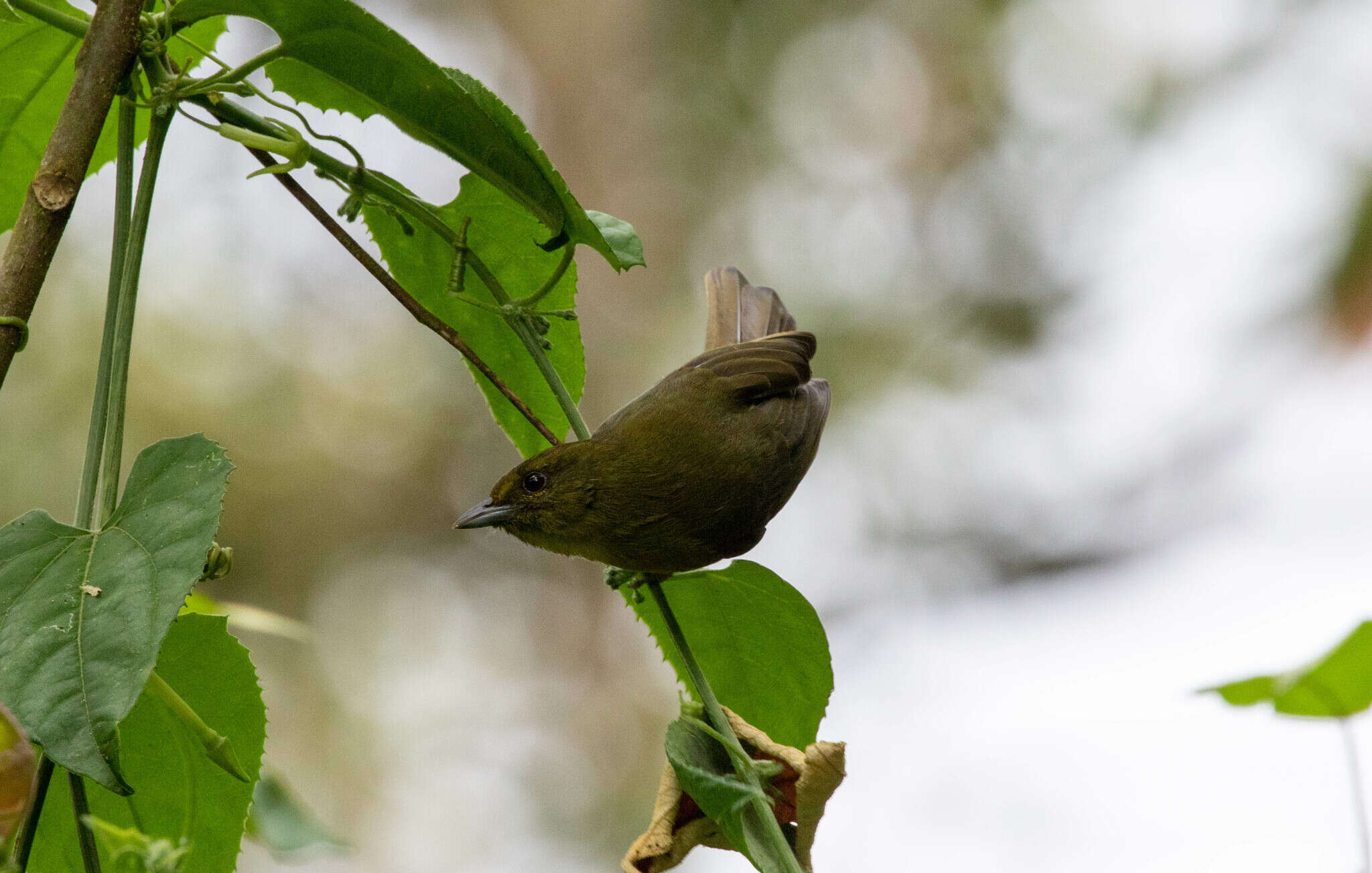 صورة Sphenopsis frontalis (Tschudi 1844)