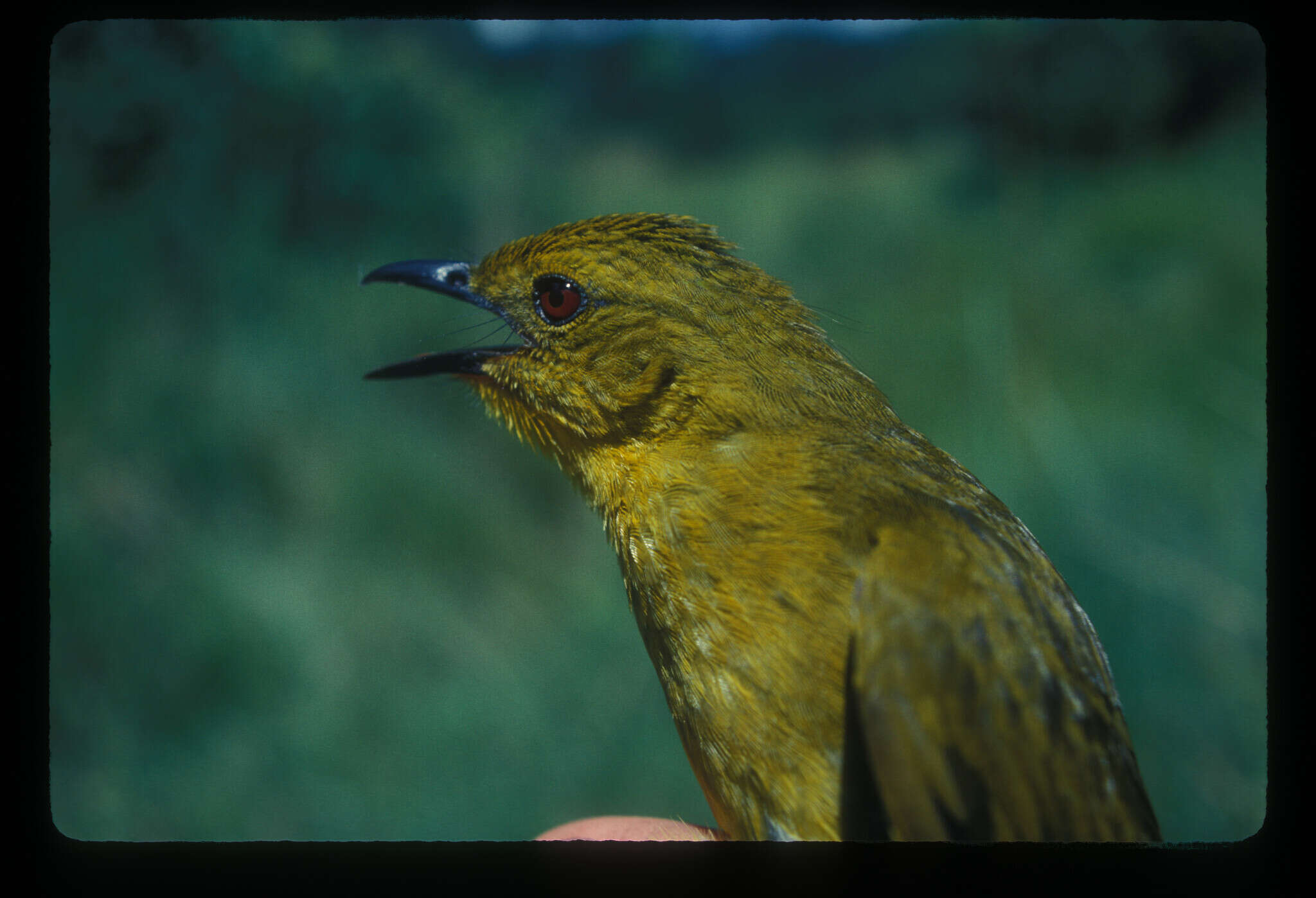 Слика од Chlorocichla laetissima (Sharpe 1899)