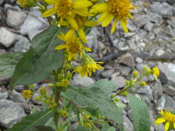 Plancia ëd Solidago virgaurea subsp. lapponica (With.) N. N. Tzvel.