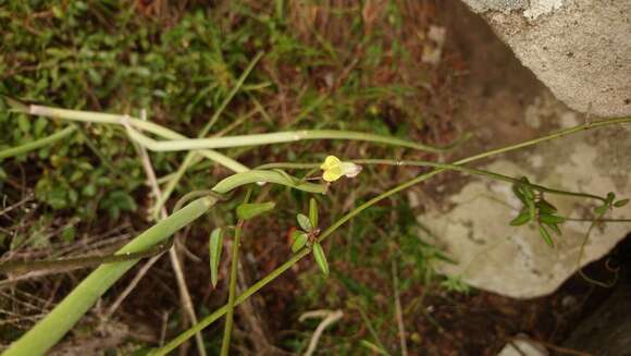 Image of Ceropegia carnosa E. Mey.