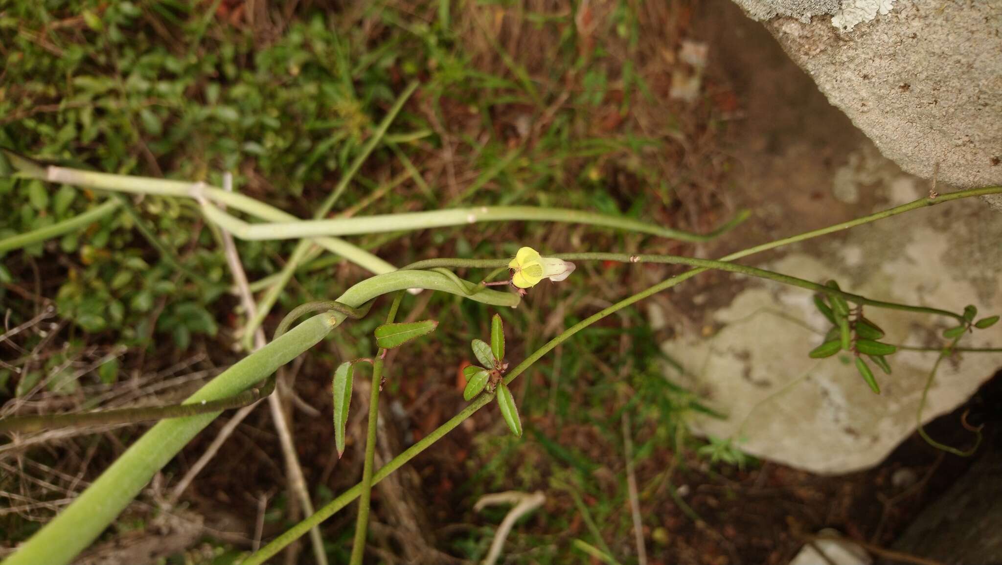 Sivun Ceropegia carnosa E. Mey. kuva