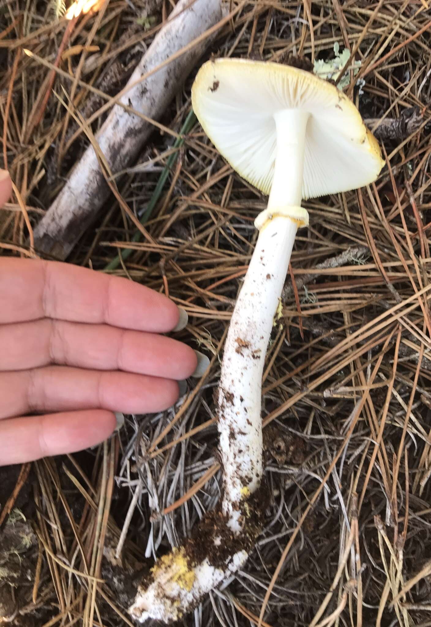 Image of Amanita augusta Bojantchev & R. M. Davis 2013