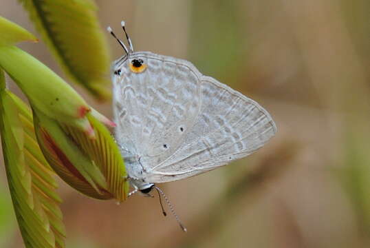 Imagem de Catochrysops