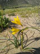 Imagem de Zephyranthes bagnoldii