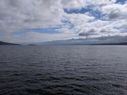 Image of minke whale