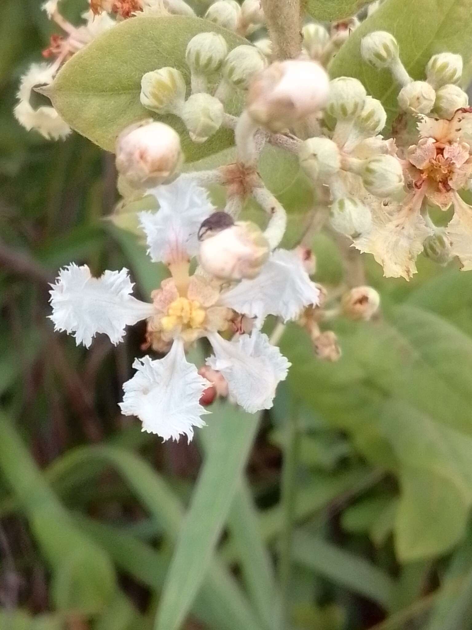 Image of Banisteriopsis variabilis B. Gates