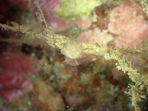 Image of Okenia pilosa (Bouchet & Ortea 1983)