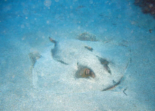 Image of Common Stingray