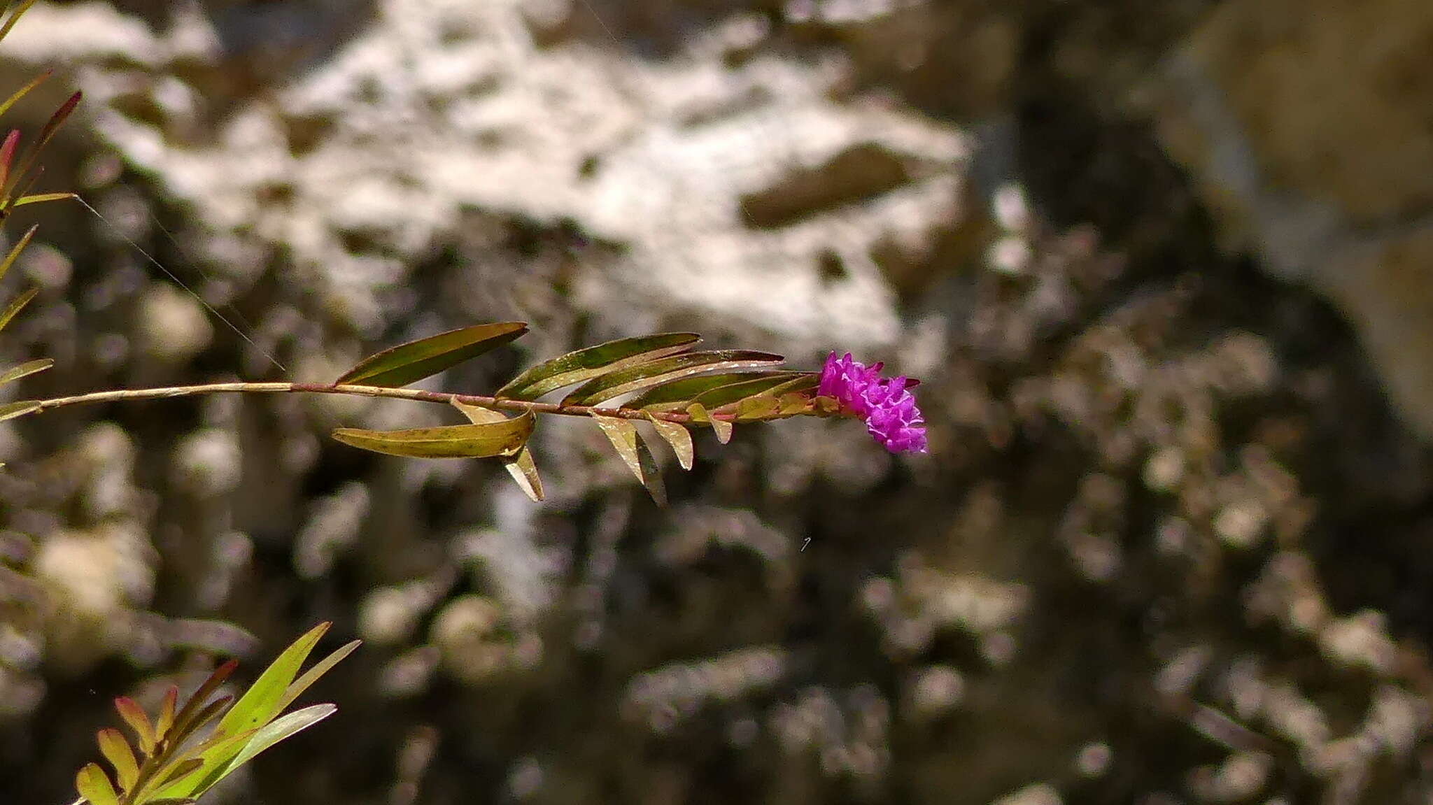 Plancia ëd Isochilus alatus Schltr.