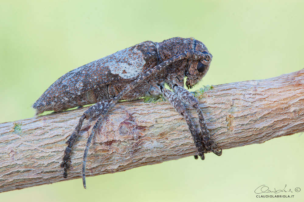 Niphona picticornis Mulsant 1839的图像
