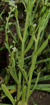 Image of Spring Forget-Me-Not