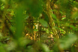 Image of Spectacled Antpitta