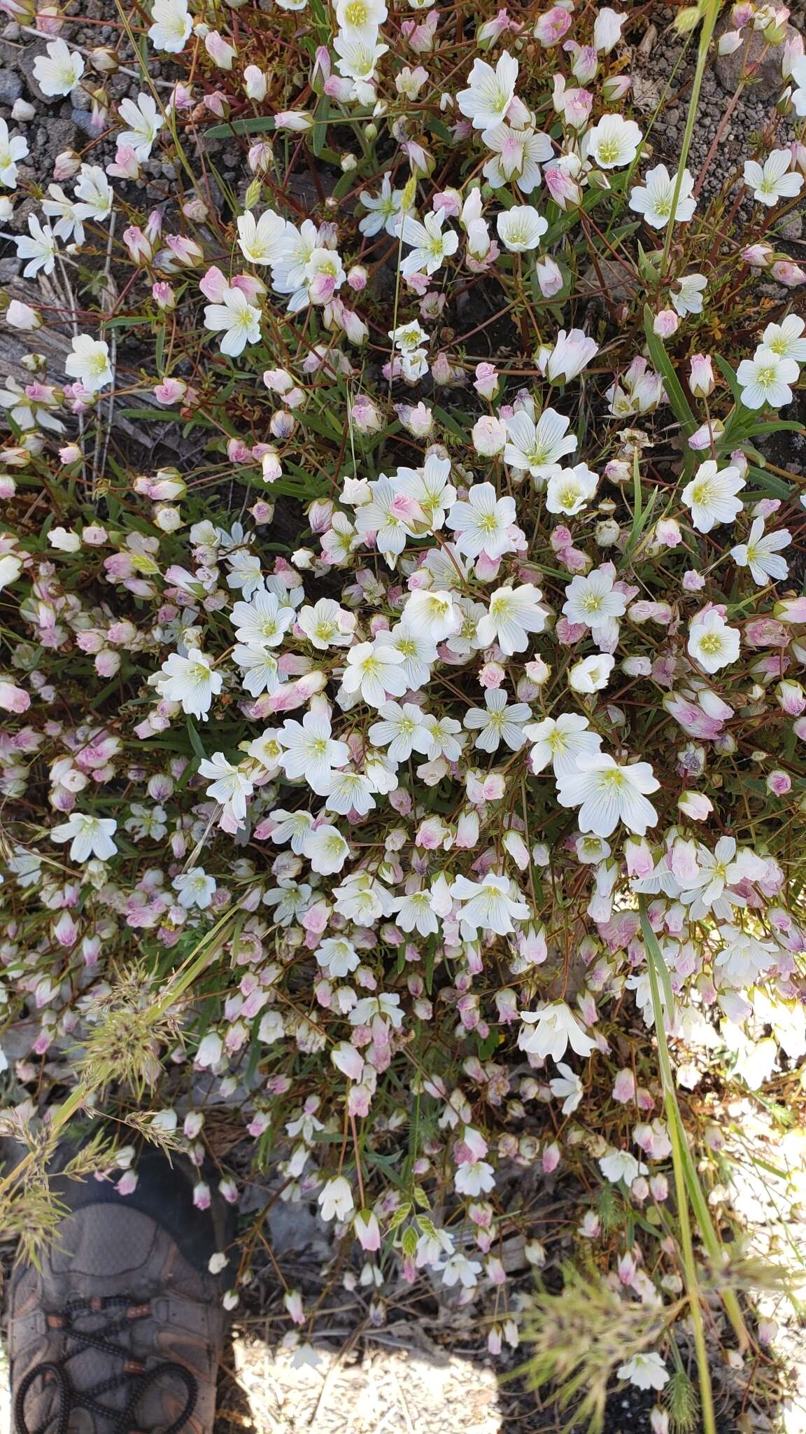 Image of white meadowfoam