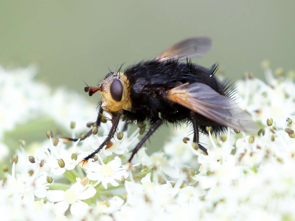 Image de Tachina grossa (Linnaeus 1758)