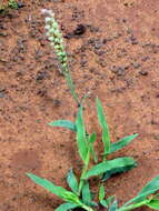 Image of Carrot seed grass