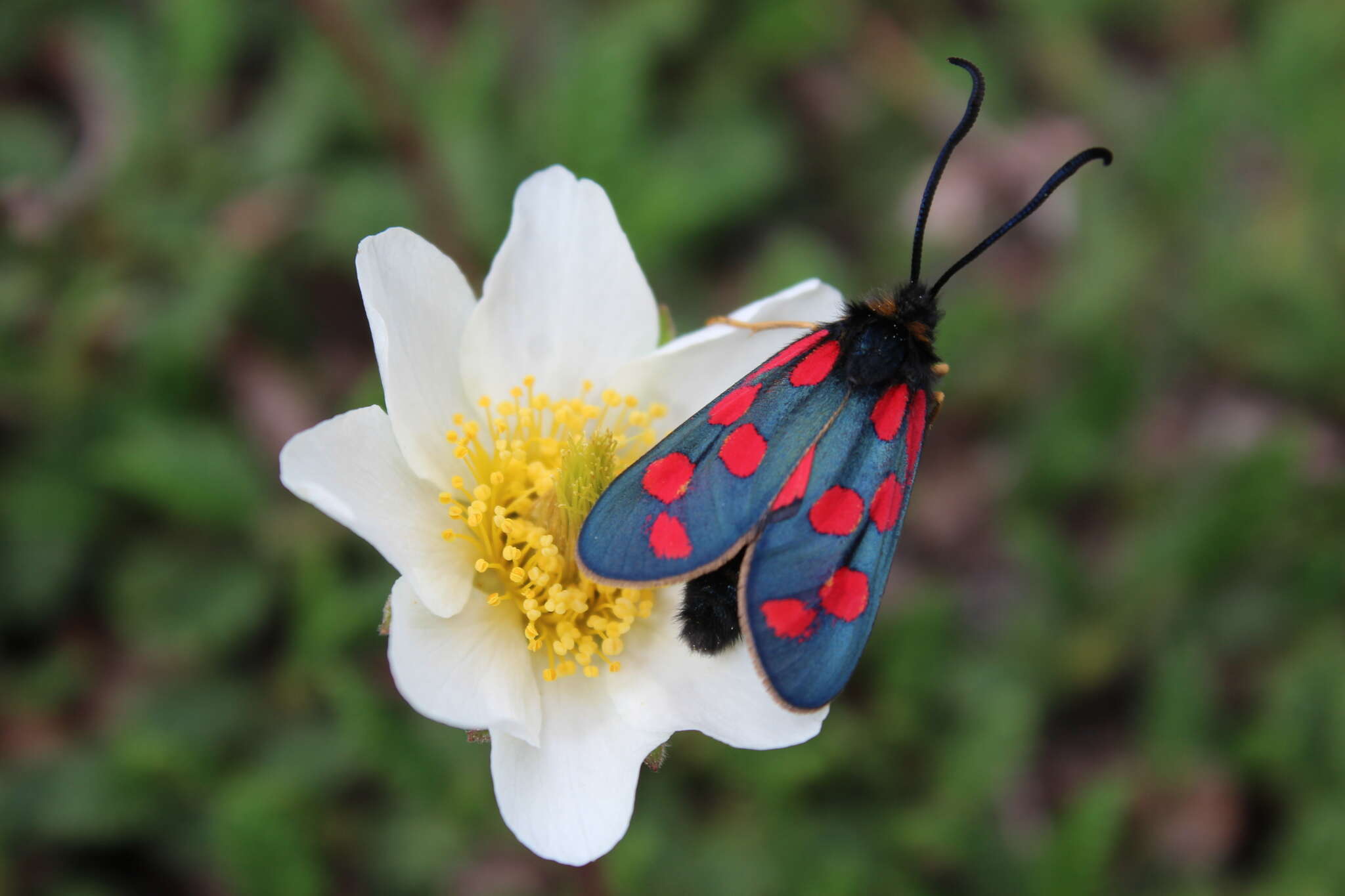 Image of Zygaena anthyllidis Boisduval 1828