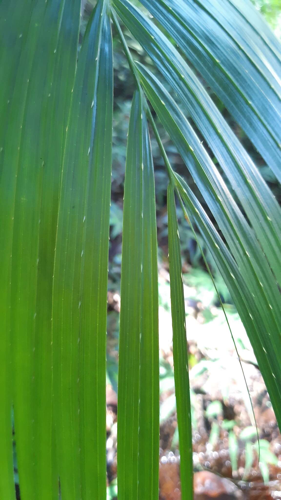 Image of raffia palm