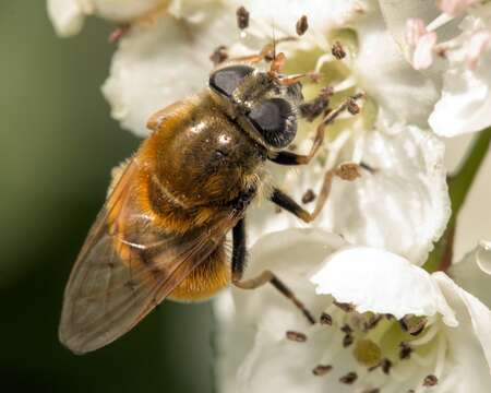 صورة Cheilosia chrysocoma (Meigen 1822)