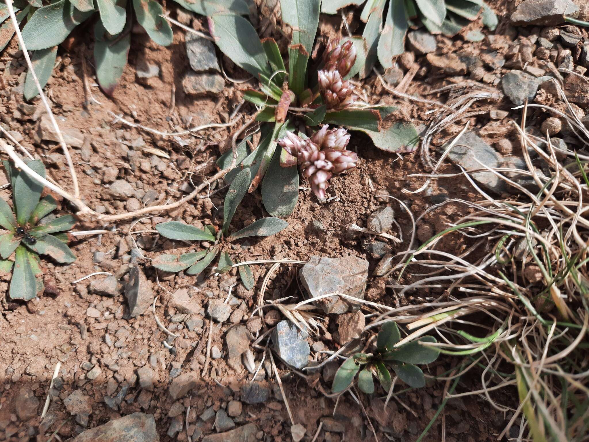 Imagem de Limonium flexuosum (L.) Kuntze