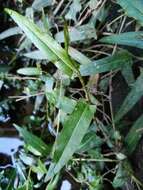 Image of Persicaria strigosa (R. Br.) Nakai