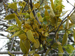 Image of Phoradendron velutinum (DC.) Eichl.