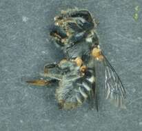 Image of Megachile apicata Smith 1853