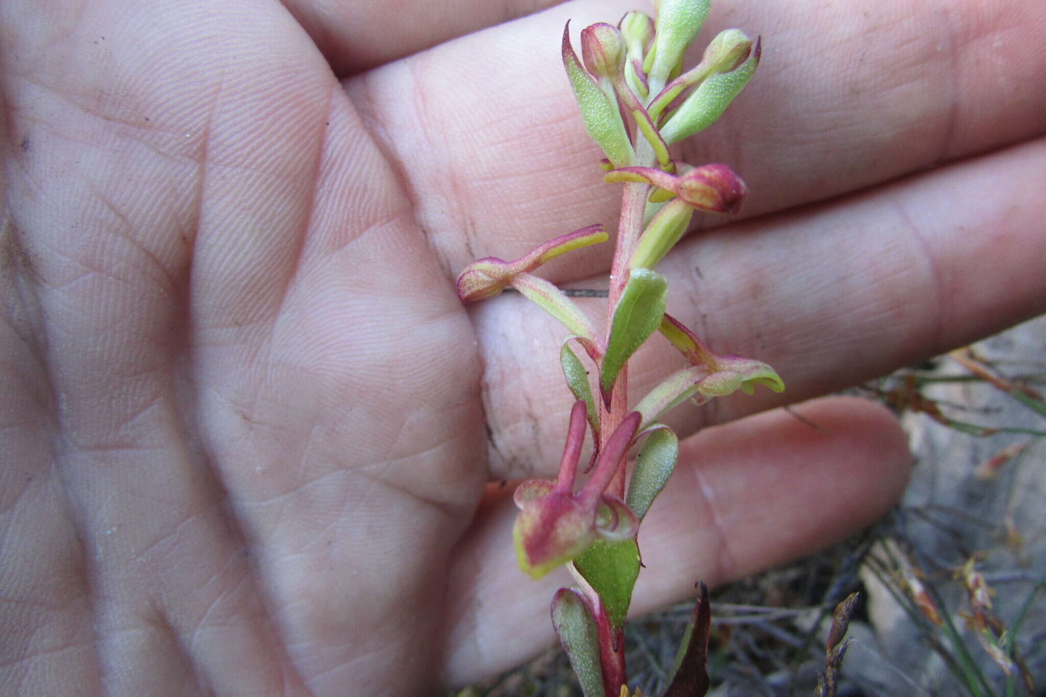 Satyrium pygmaeum Sond. resmi