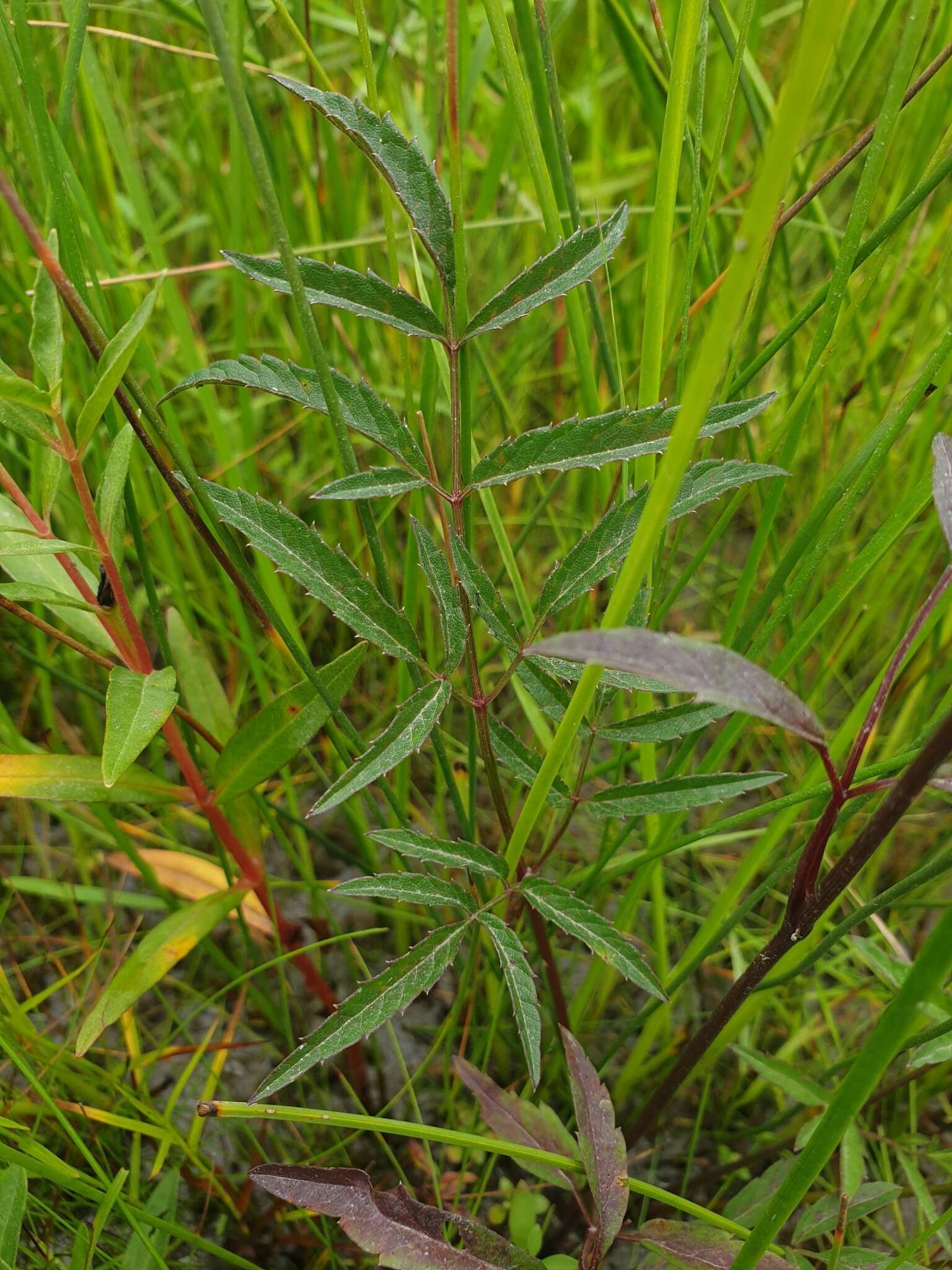 Imagem de Cicuta maculata var. victorinii (Fern.) B. Boivin