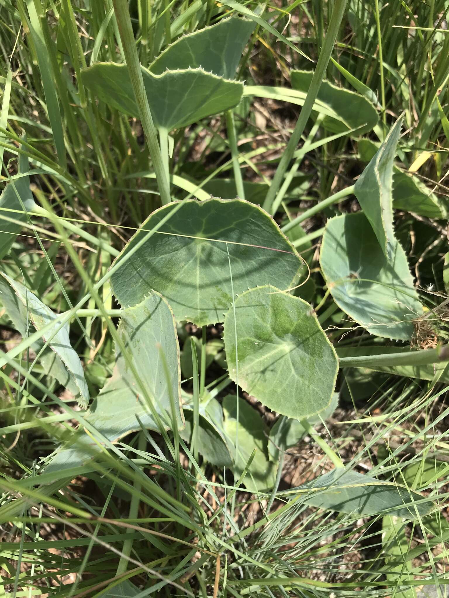 Plancia ëd Senecio oxyriifolius DC.