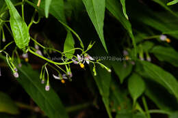 صورة Solanum pittosporifolium Hemsl.