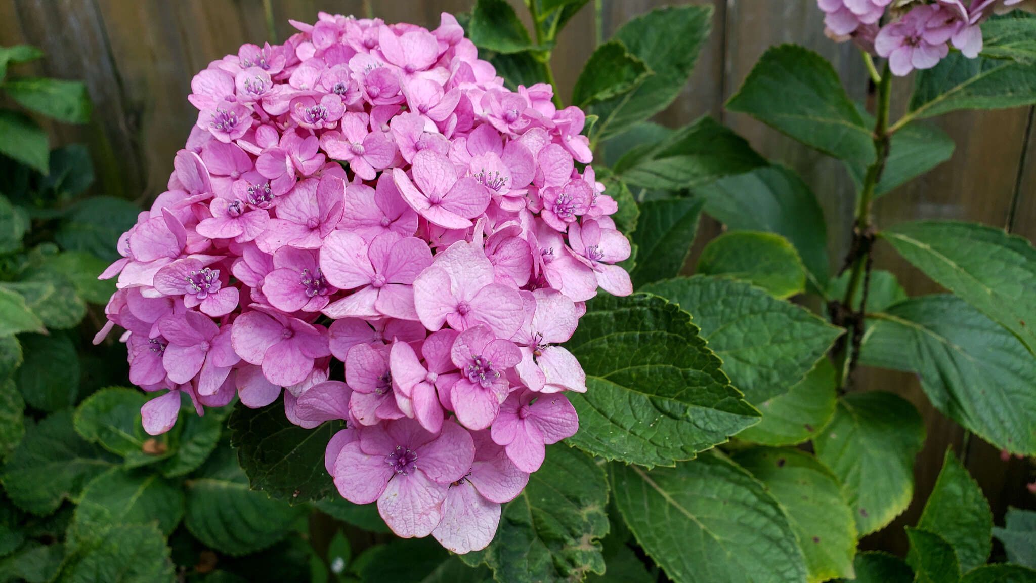 Image of Cercospora hydrangeae Ellis & Everh. 1892