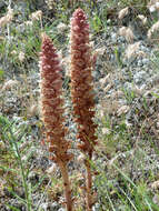 Image of Orobanche leptantha Pomel