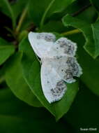 Image of Large Lace-border