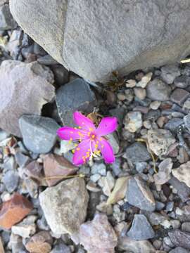 Image of Grahamia coahuilensis (S. Wats.) G. D. Rowley