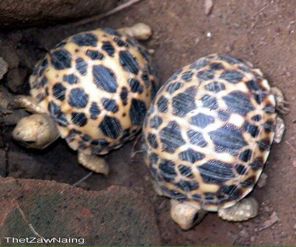 Image of Burmese Starred Tortoise