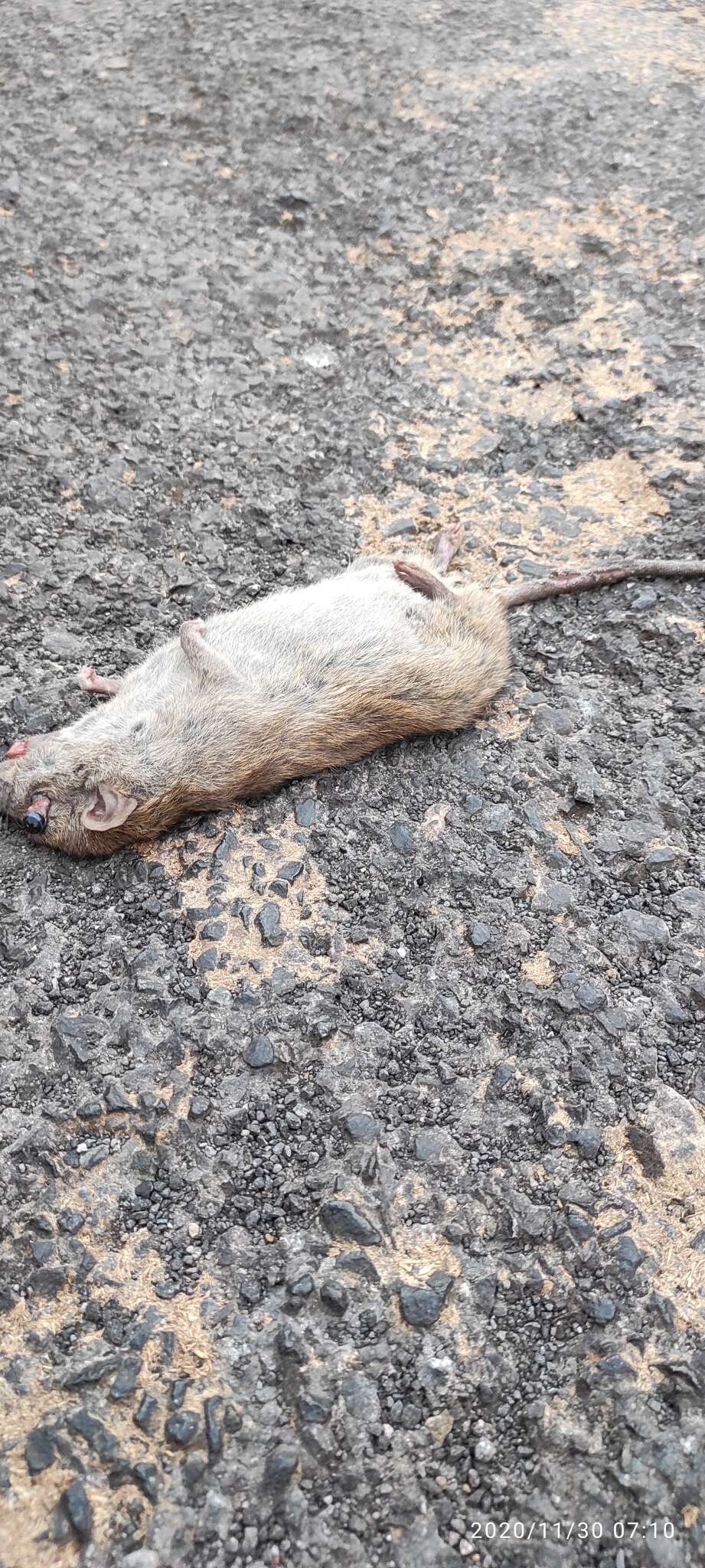 Image of Indian Desert Gerbil