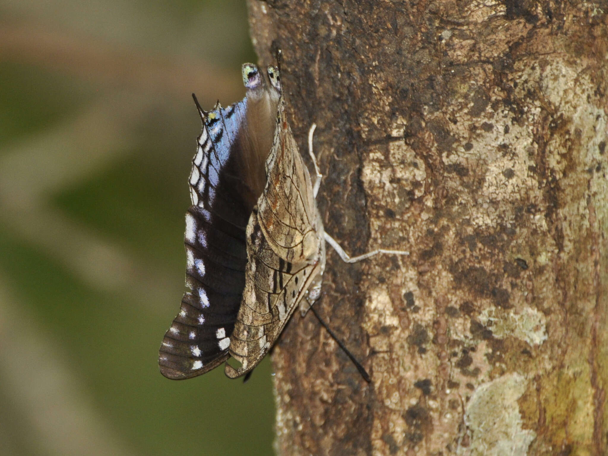 صورة Charaxes guderiana Dewitz 1879