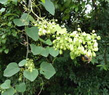 Image of Adenia cissampeloides (Planch. ex Hook.) Harms