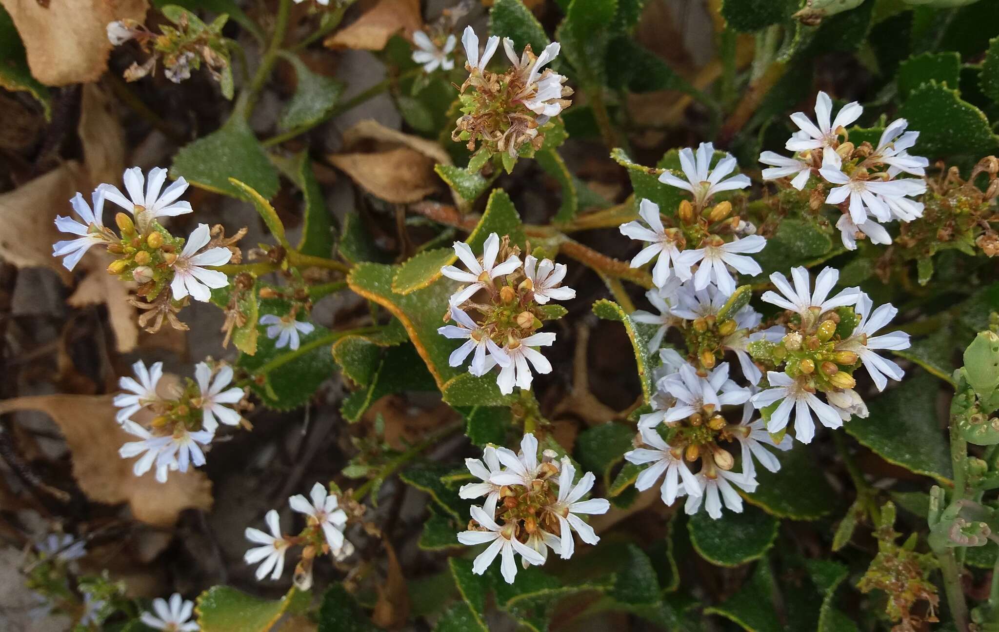 Image of Scaevola crassifolia Labill.