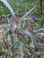 Image of hairystem spiderwort